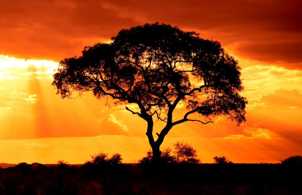 WisdomTree amplía acceso a fondos tokenizados en Solana en su impulso multichain